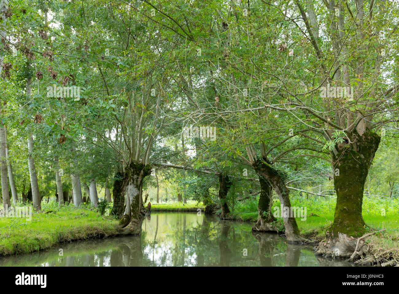 Il Marais Poitrevin canal, salici e palude regione un Grand Site de Francia Foto Stock
