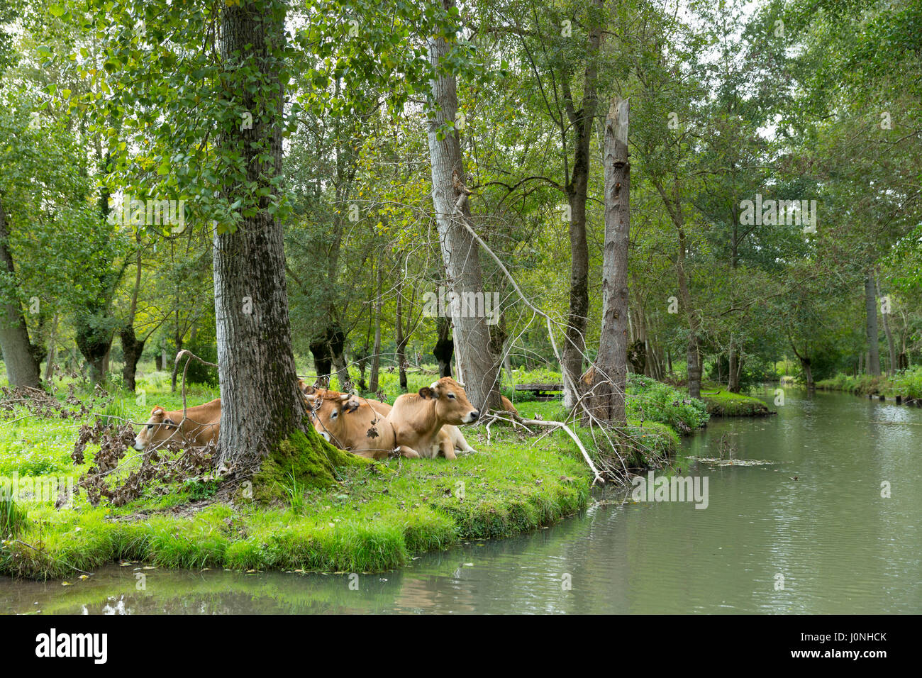 Allevamento di Bestiame Maraichine dal Marais Poitrevin canal e palude regione un Grand Site de Francia Foto Stock