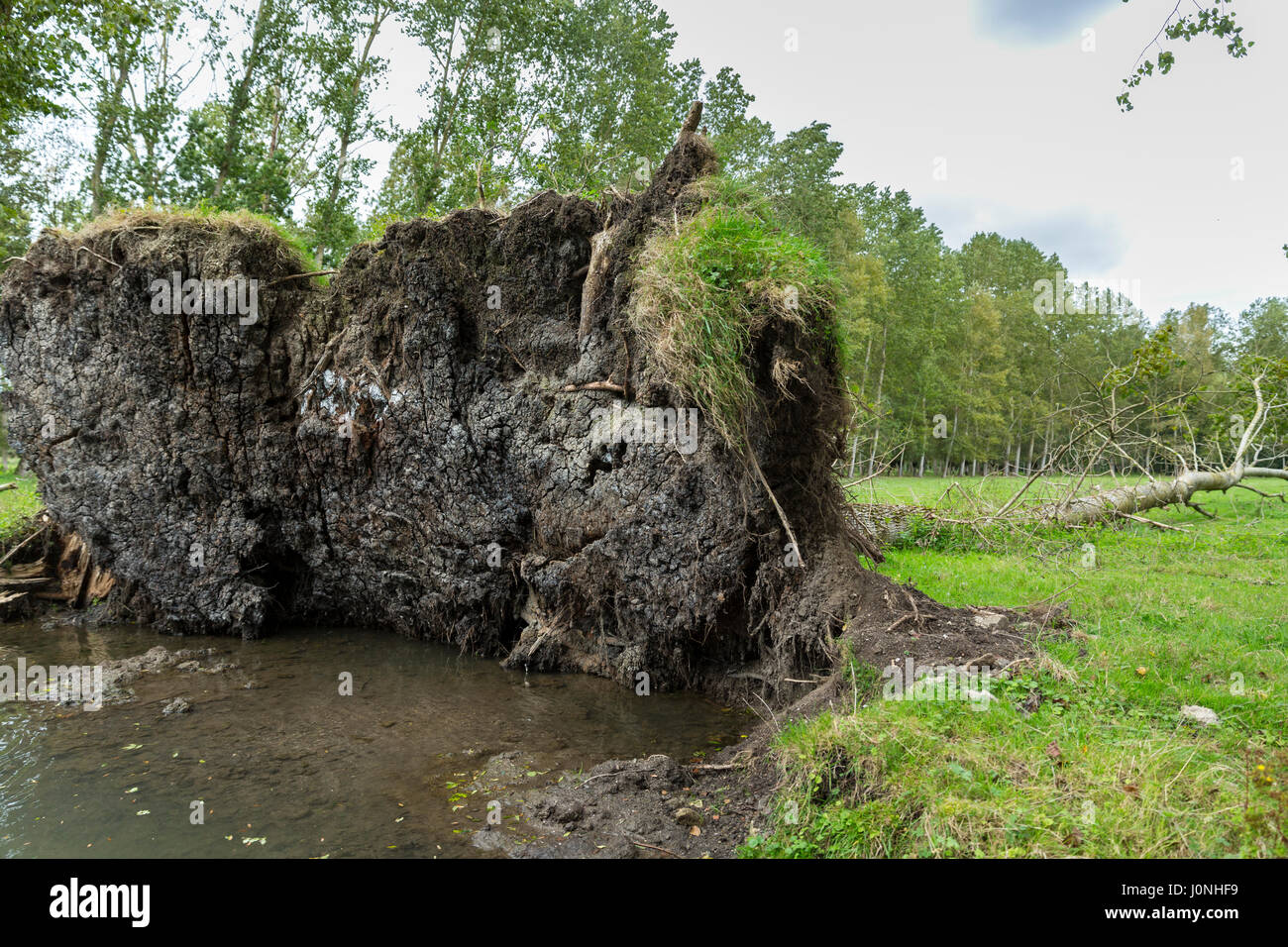 Sradicato albero caduto dal Marais Poitrevin canal e palude regione un Grand Site de Francia Foto Stock