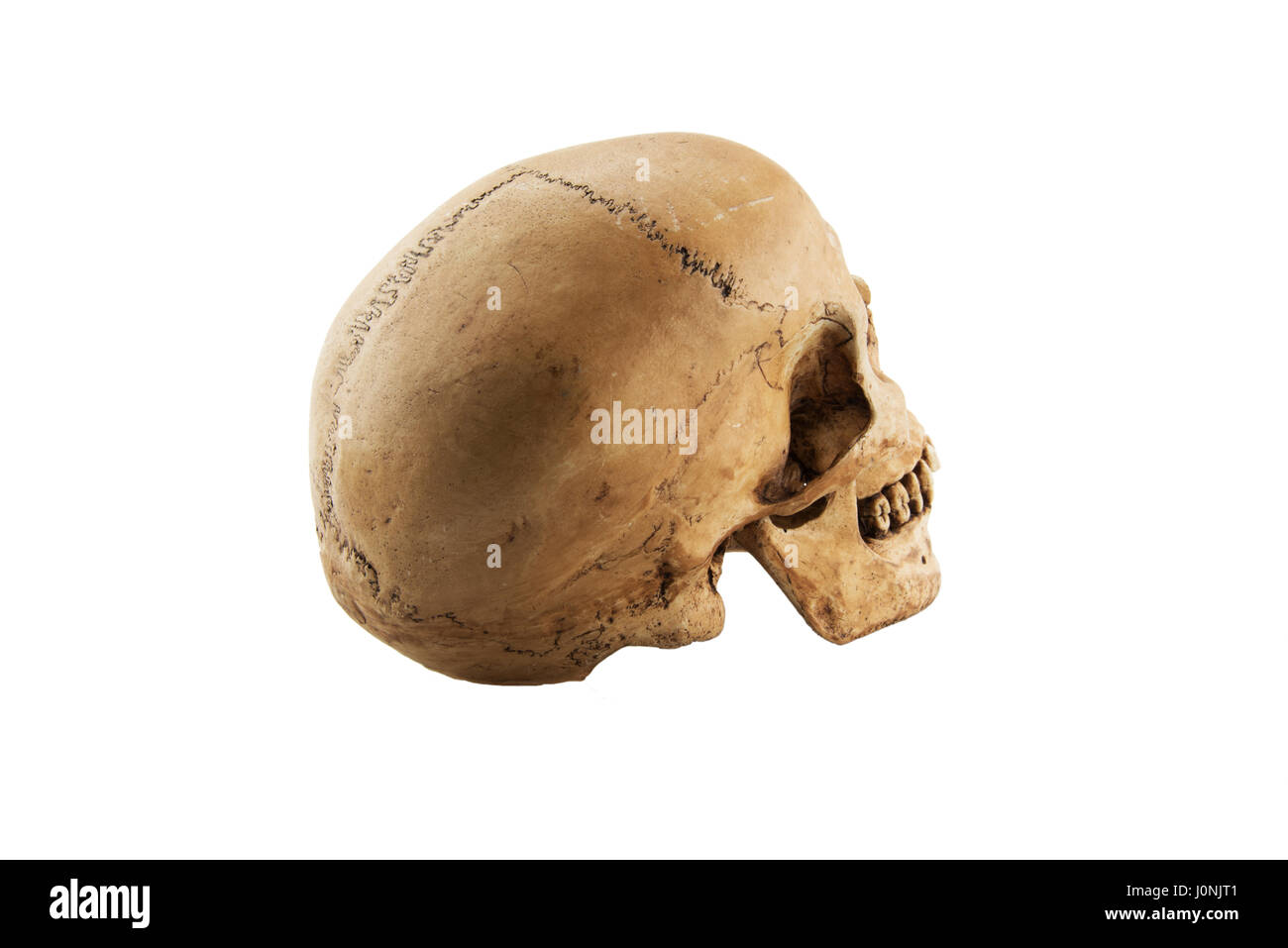 Cranio umano isolato su sfondo bianco Foto Stock