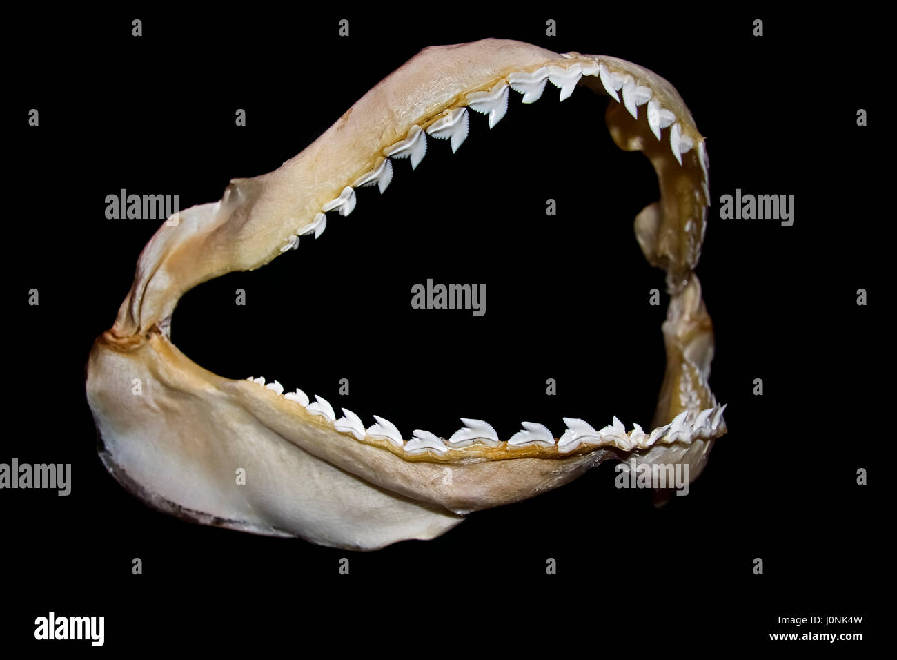 Tiger Shark ganascia, Galeocerdo cuvier, Hawaii, STATI UNITI D'AMERICA Foto Stock