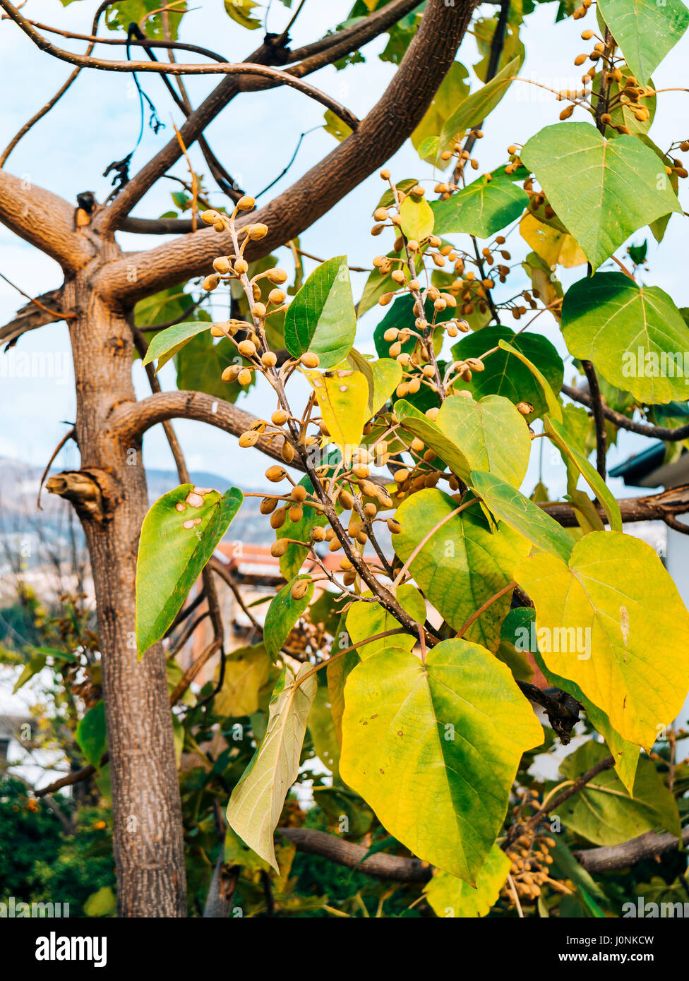 Fiori Secchi Catalpa su un albero in autunno. Le piante di Montenegro. Foto Stock
