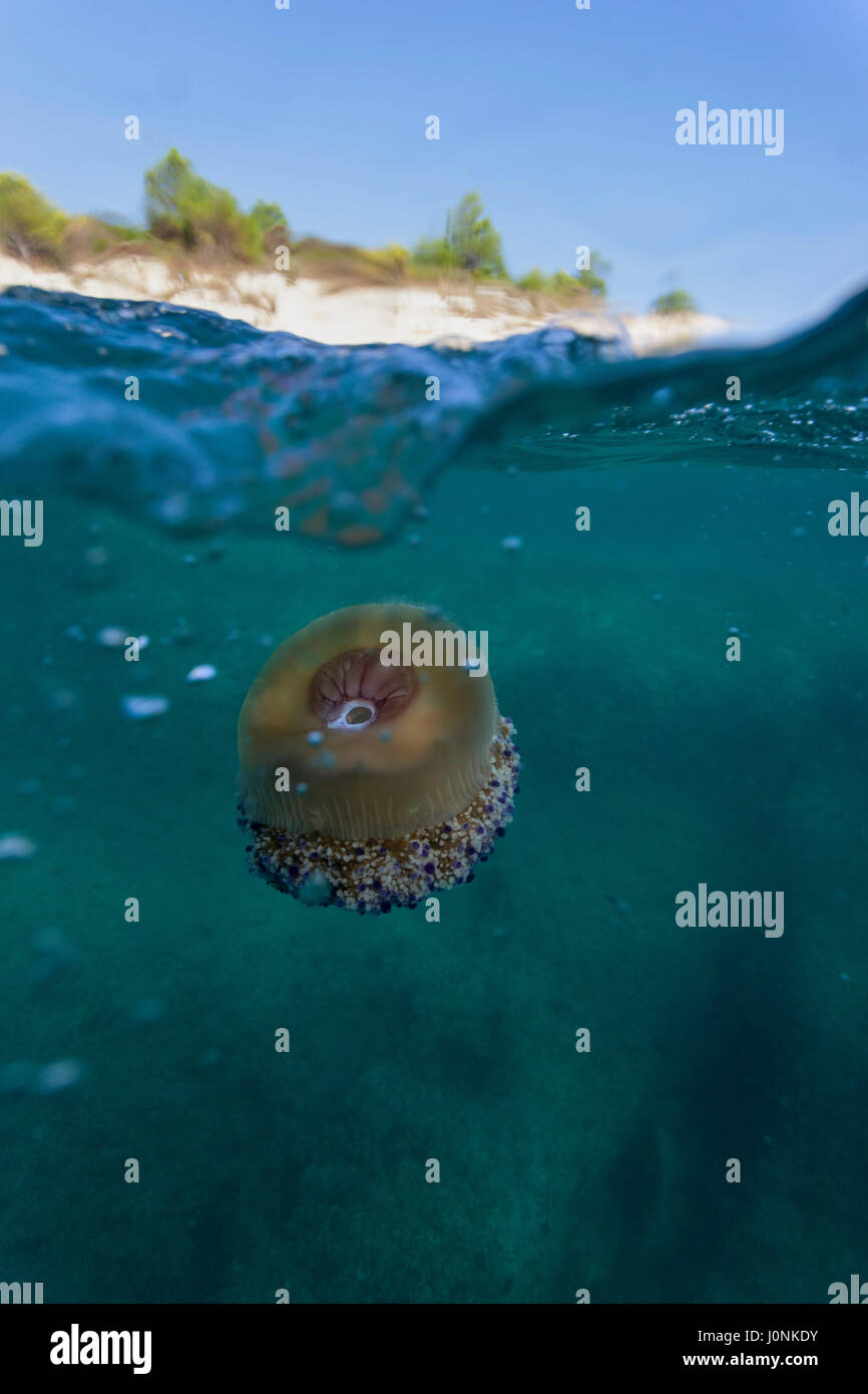 Gelatina mediterranea nel mare Adriatico vicino alla penisola di Kamenjak, Croazia Foto Stock
