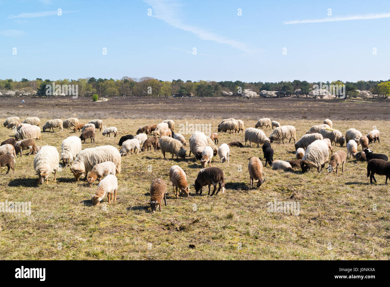 Gregge di pecore con i giovani agnelli pascolano sulla brughiera vicino a Hilversum, Paesi Bassi Foto Stock