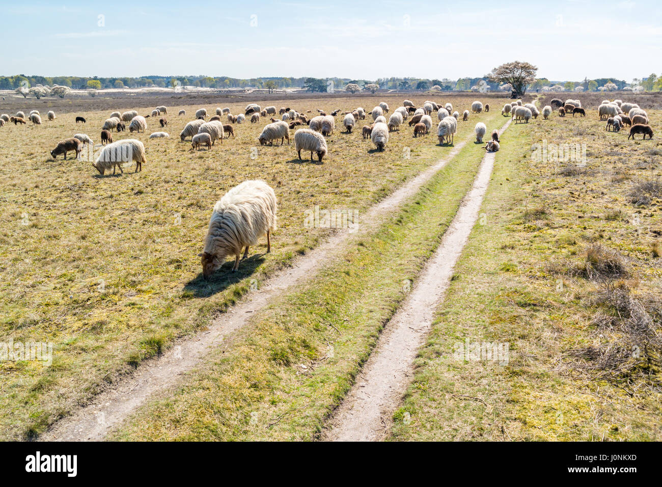 Gregge di pecore e agnelli giovani pascolano sulla brughiera vicino a Hilversum, Paesi Bassi Foto Stock