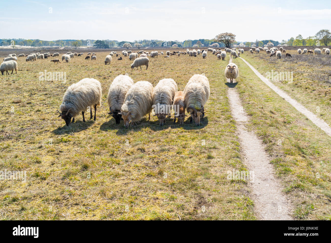 Gregge di pecore al pascolo sulla brughiera vicino a Hilversum, Paesi Bassi Foto Stock