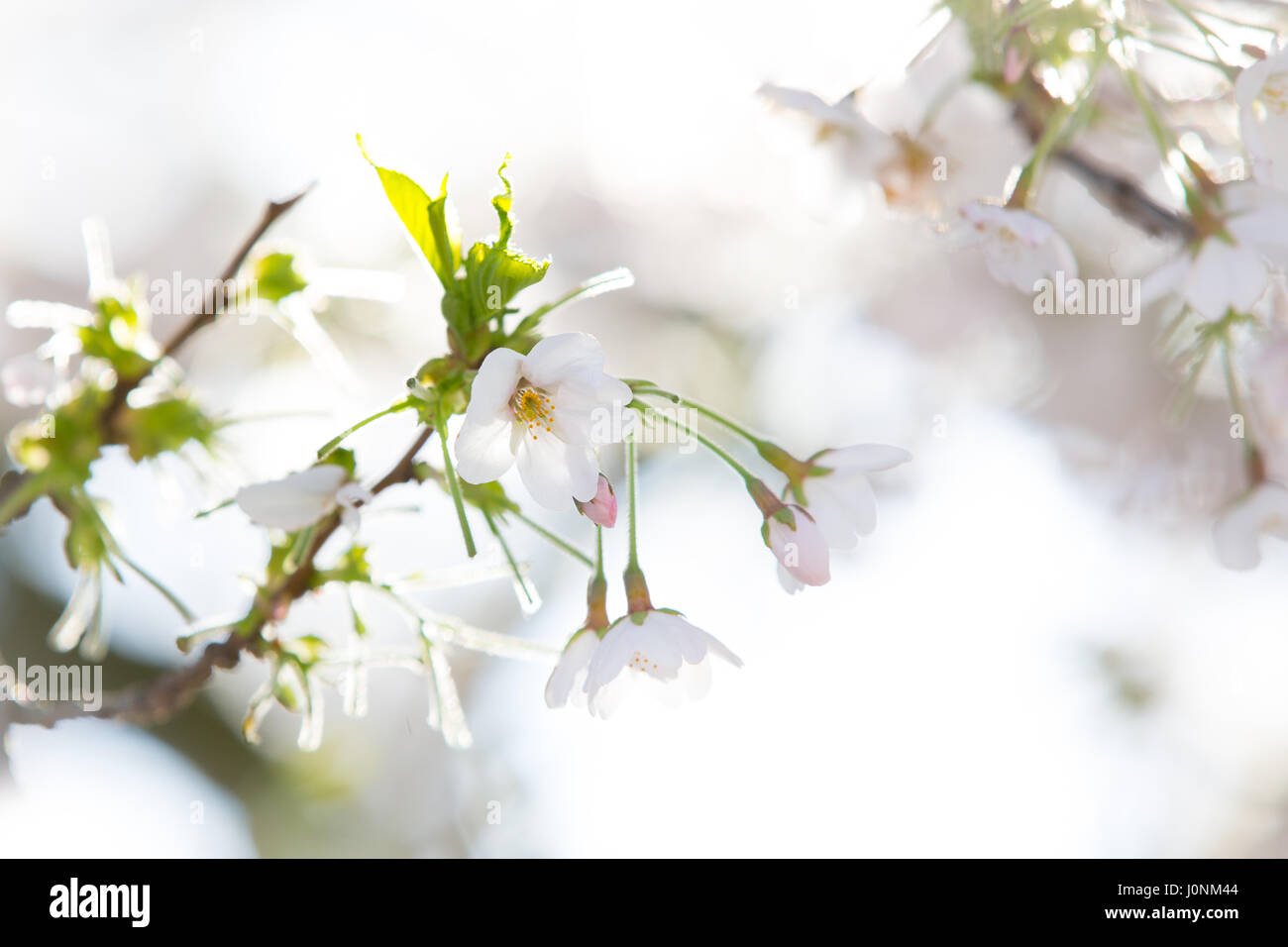 Soft focus e alta immagine chiave dei fiori di fioritura di un albero ciliegio. Foto Stock