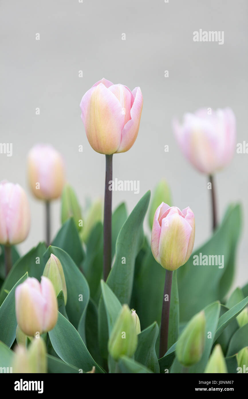 Vista laterale di elegante rosa tenue Tulip fiori su sfondo grigio. Foto Stock