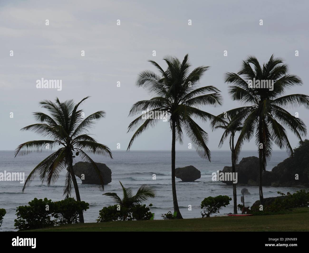 Giorno di pioggia nella costa est di Barbados, dei Caraibi alberi di noce di cocco sul mare contro un triste giorno in Barbados Foto Stock