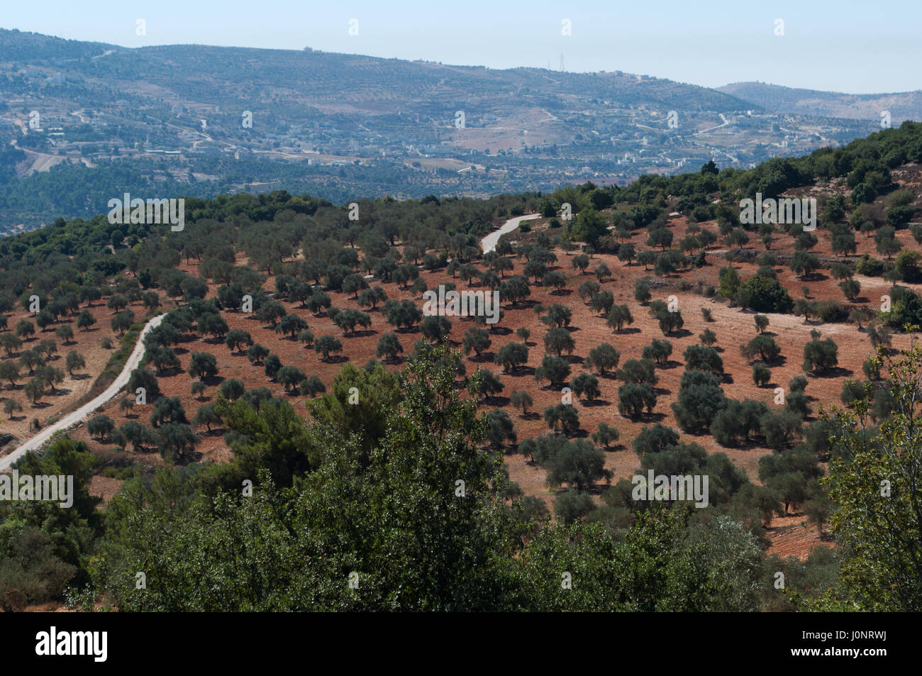 La Valle del Giordano vista dal castello di Ajloun, Musulmana castello costruito sulla cima di una collina dal Ayyubids nel XII secolo e ampliata dal Mamluks Foto Stock