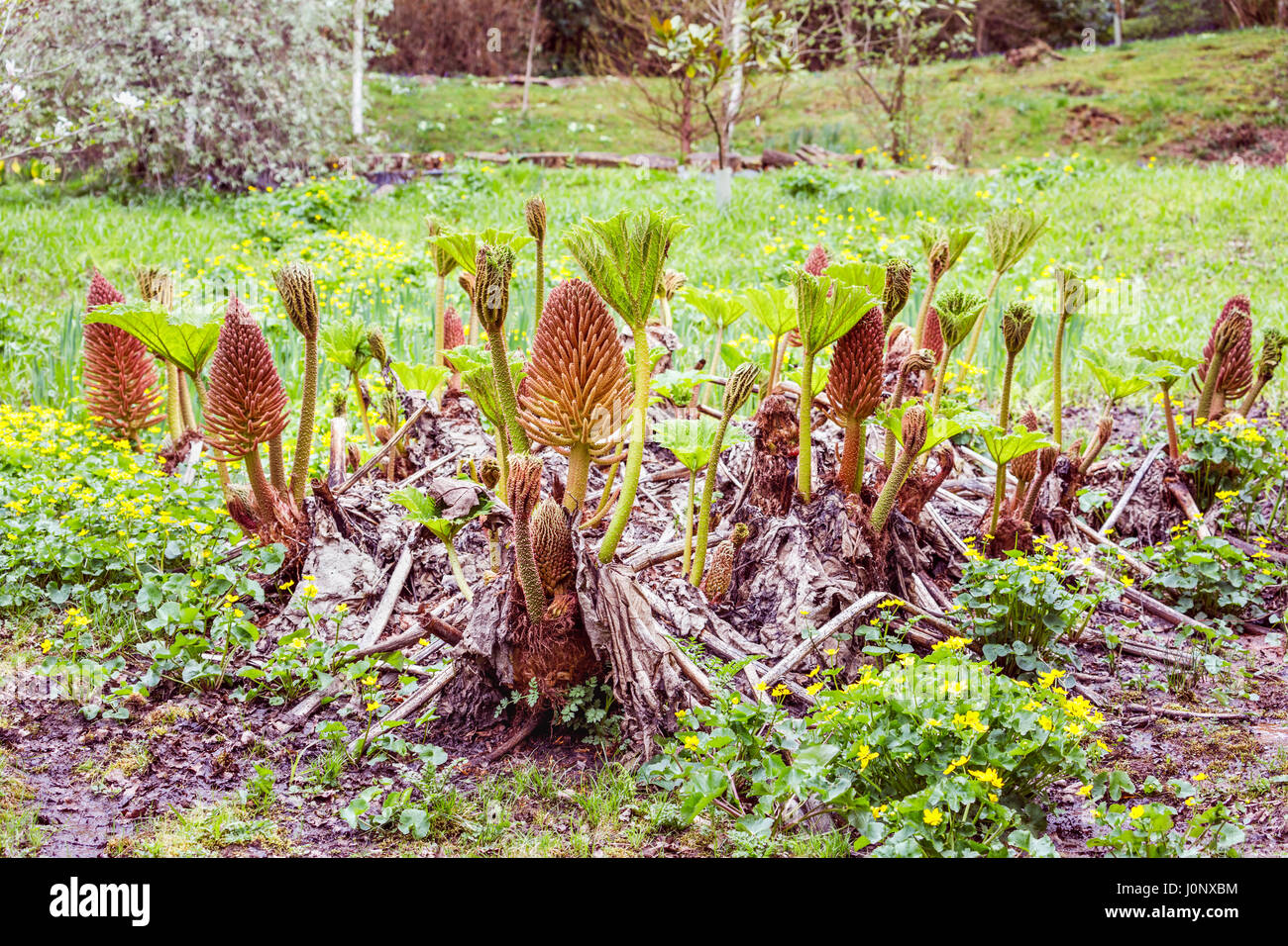 Germogli di primavera e foglie, fiori spike, spinoso piccioli di bog impianto Gunnera, rabarbaro gigante, in primavera, Ramster giardino, Chiddingfold, Surrey, Regno Unito Foto Stock