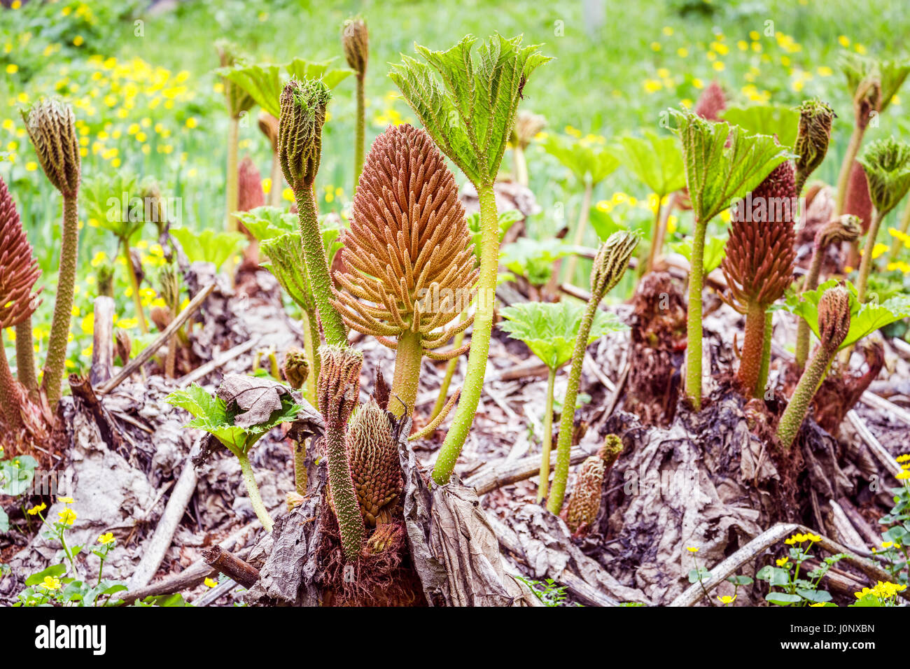 Germogli di primavera e foglie, fiori spike, spinoso piccioli di bog impianto Gunnera, rabarbaro gigante, in primavera, Ramster giardino, Chiddingfold, Surrey, Regno Unito Foto Stock