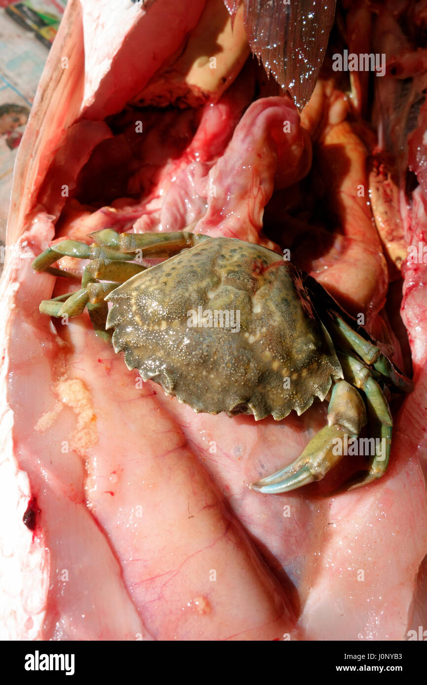 Un granchio verde mangiato da un striped bass pesce nello stomaco dopo esame Foto Stock