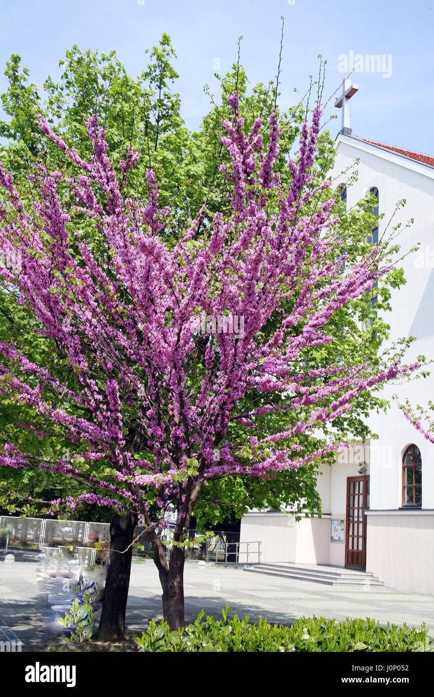 Pasqua nella parte anteriore di Zagabria le chiese,dettagli,croazia,l'Europa,1 Foto Stock