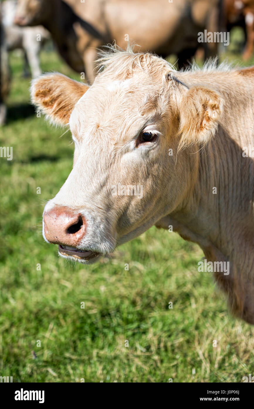 Profilo di vacca Bianca sul prato Foto Stock