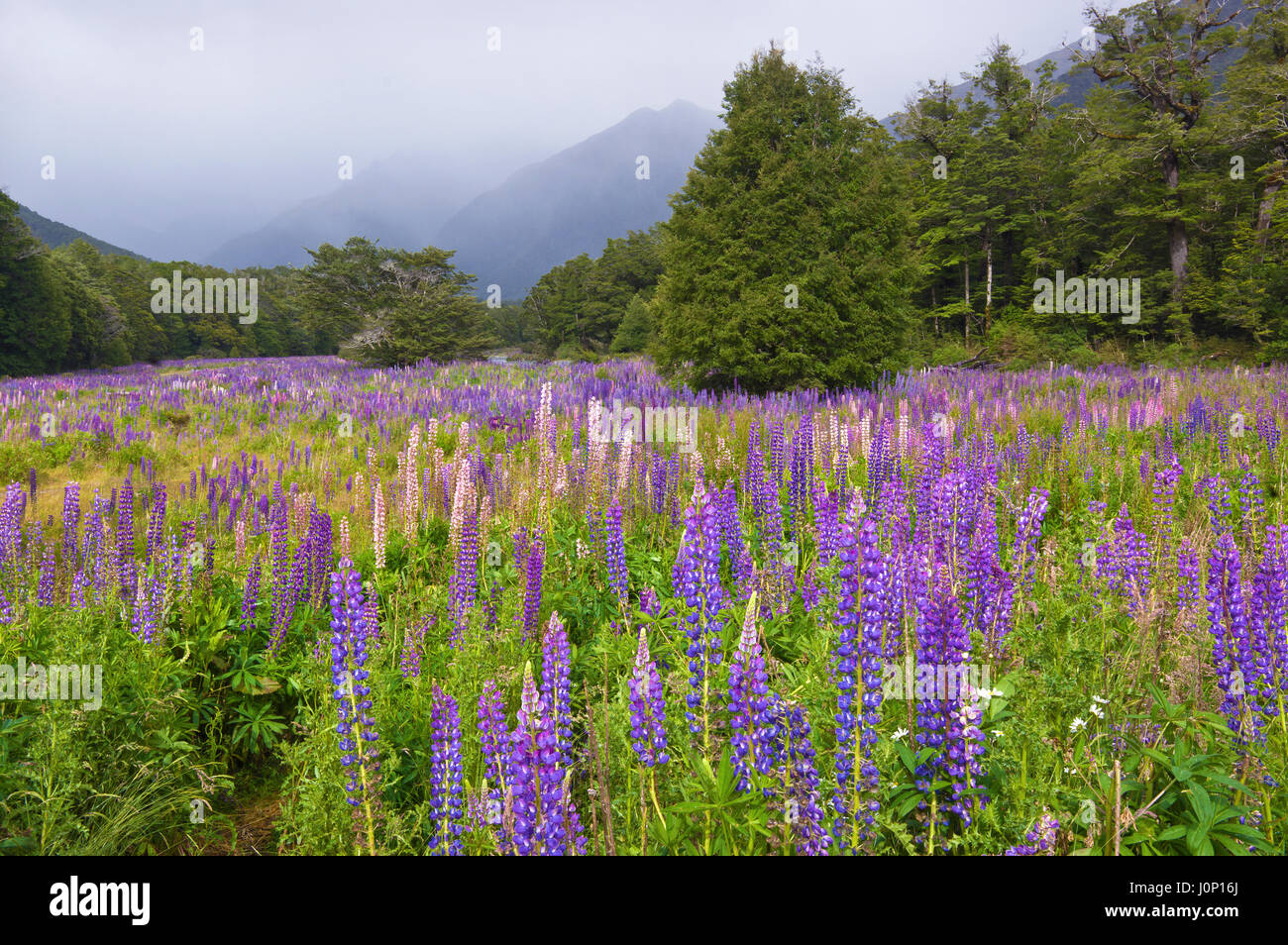 I lupini fioritura vicino Laghi Specchio nel Parco Nazionale di Fiordland, South Island, in Nuova Zelanda, Gennaio 2017 Foto Stock