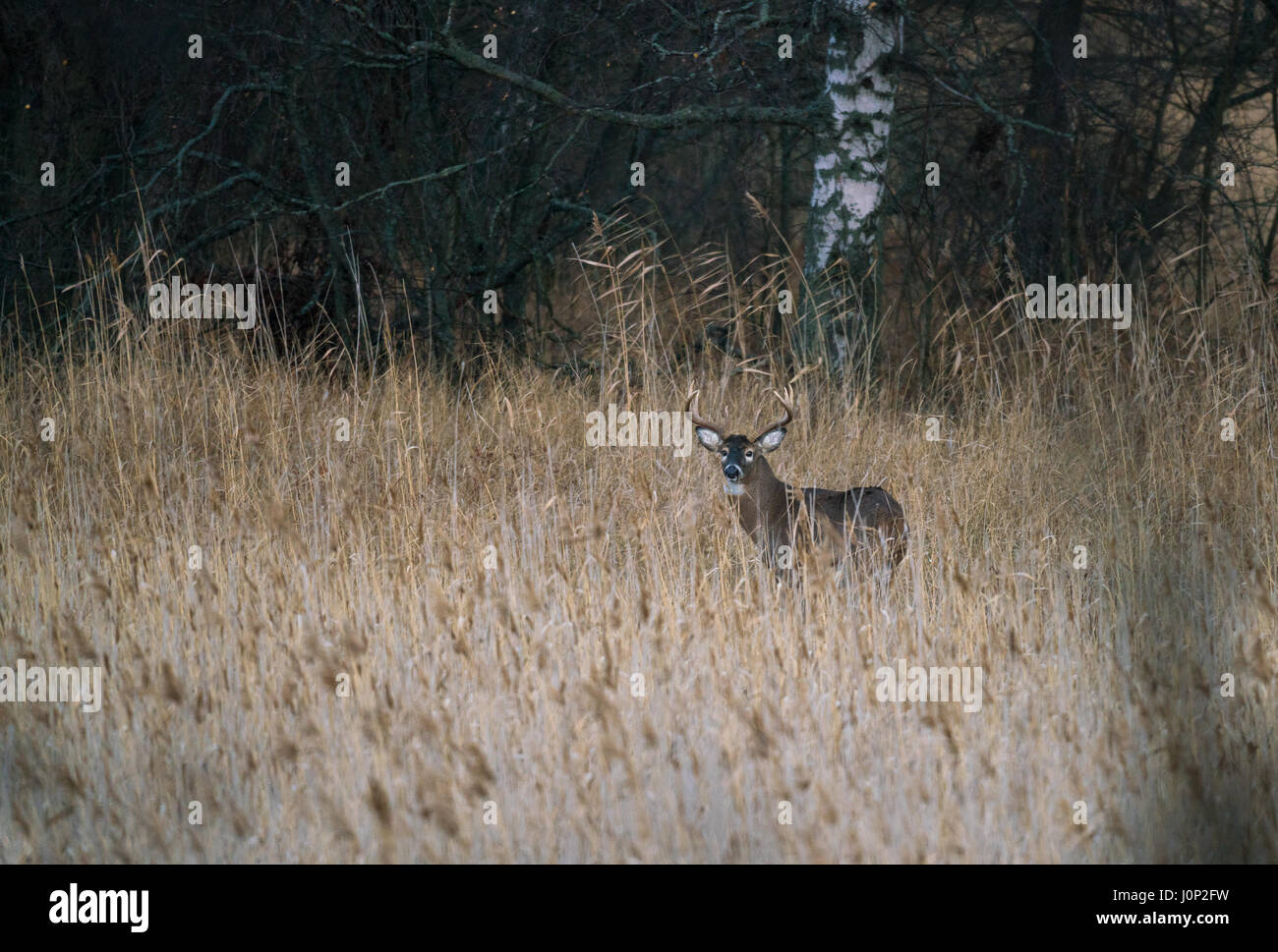 White-tailed deer in Ruissalo, Turku, Finlandia Foto Stock
