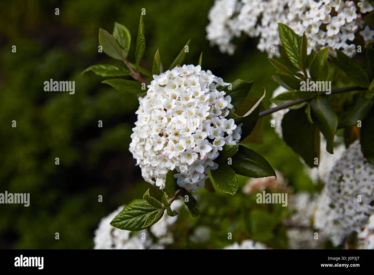 Un viburnum burwoodi arbusto che mostra il suo bianco rosaceo fiori e foglie ovali Foto Stock