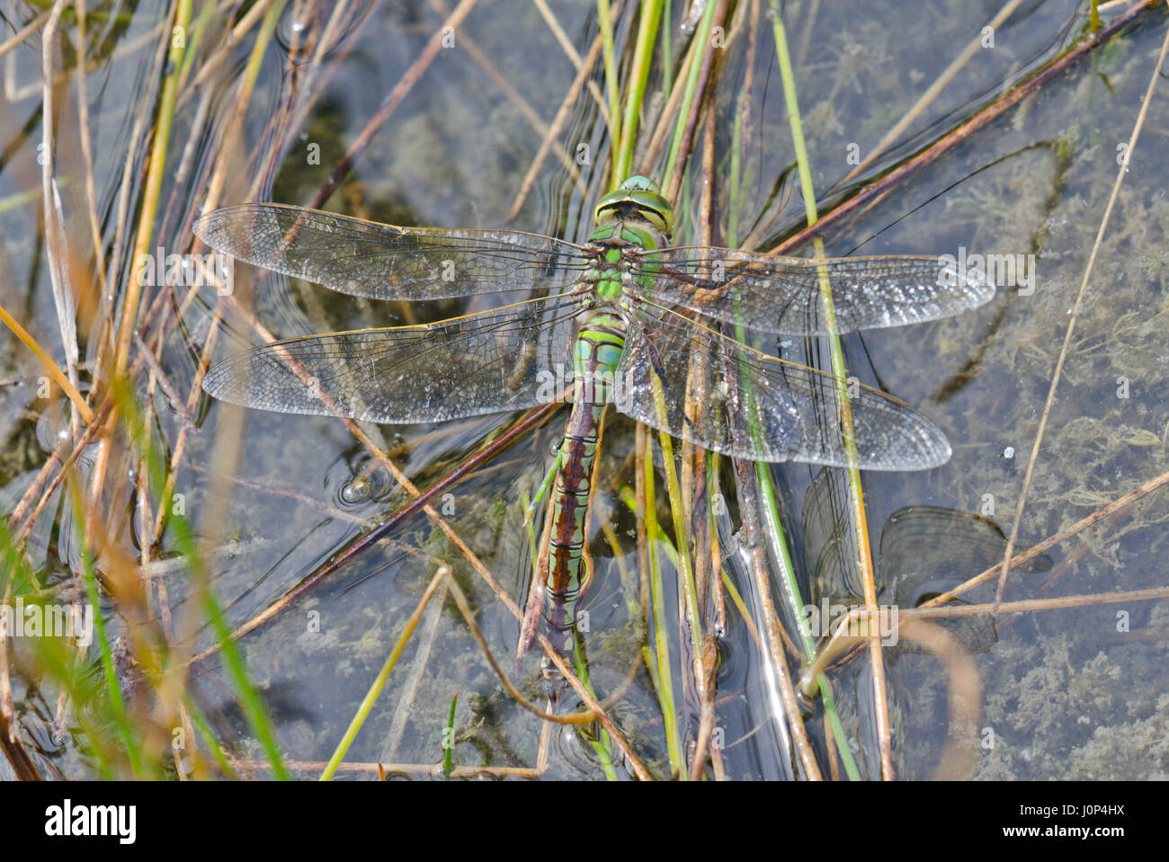 Femmina a forma di libellula imperatore (Anax imperator) deposizione delle uova Foto Stock