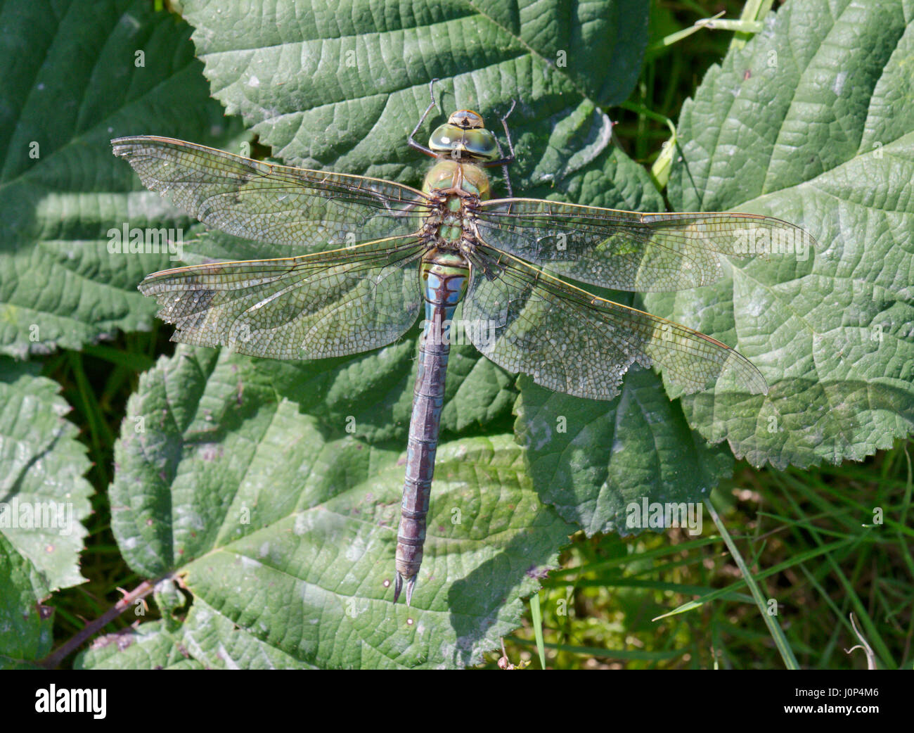 Il vecchio imperatore femmina Dragonfly (Anax imperator) Foto Stock