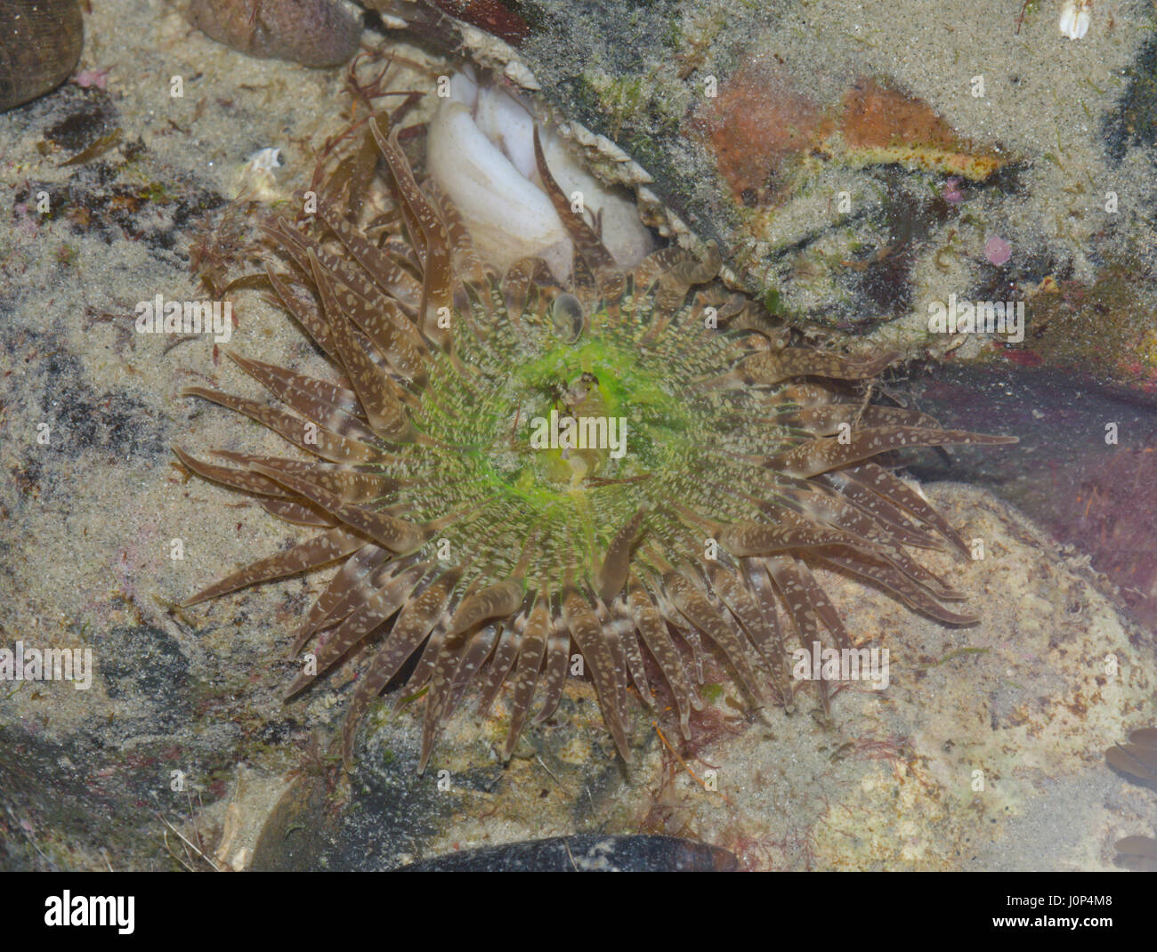 Anemone marittimo (Anthopleura ballii) a bassa marea, Sussex, Regno Unito Foto Stock