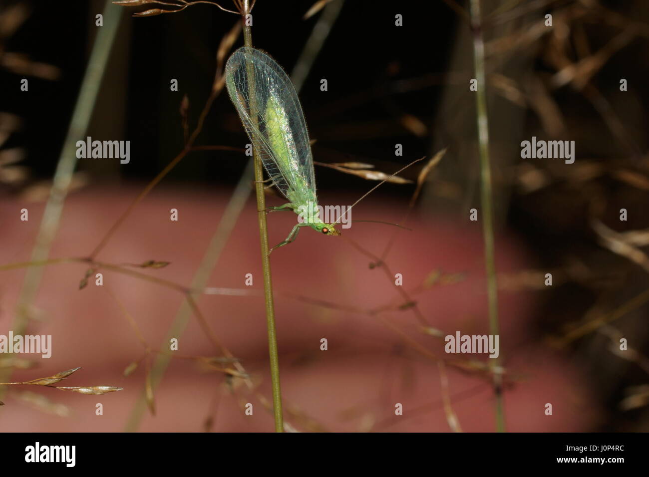 Green lacewings, Chrysoperla, Chrysopidae Foto Stock