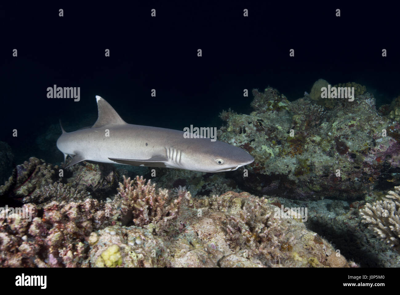 Whitetip reef shark (Triaenodon obesus) nuotare sulla barriera corallina nella notte, Oceano Indiano, Maldive Foto Stock