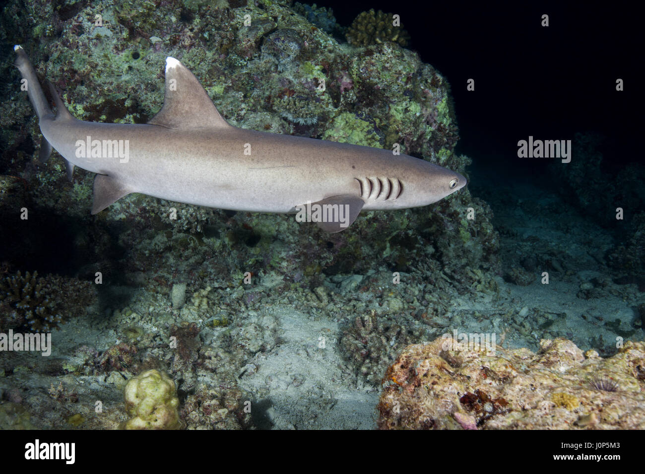 Whitetip reef shark (Triaenodon obesus) nuotare sulla barriera corallina nella notte, Oceano Indiano, Maldive Foto Stock