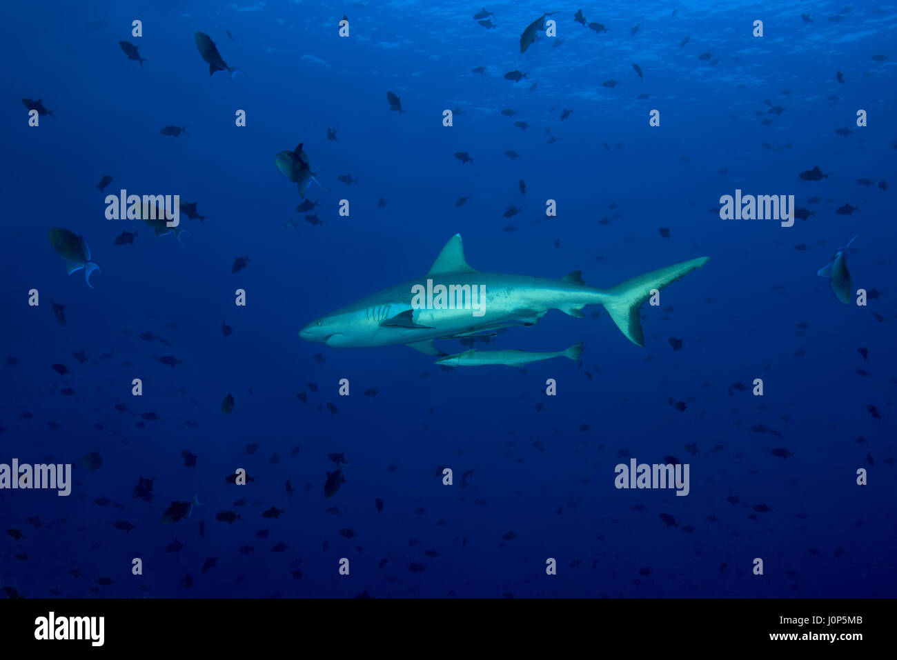 Grey Reef shark (Carcharhinus amblyrhynchos) Scuola di pesce rosso-pesci balestra dentata (Odonus niger) in acqua blu, Oceano Indiano, Maldive Foto Stock