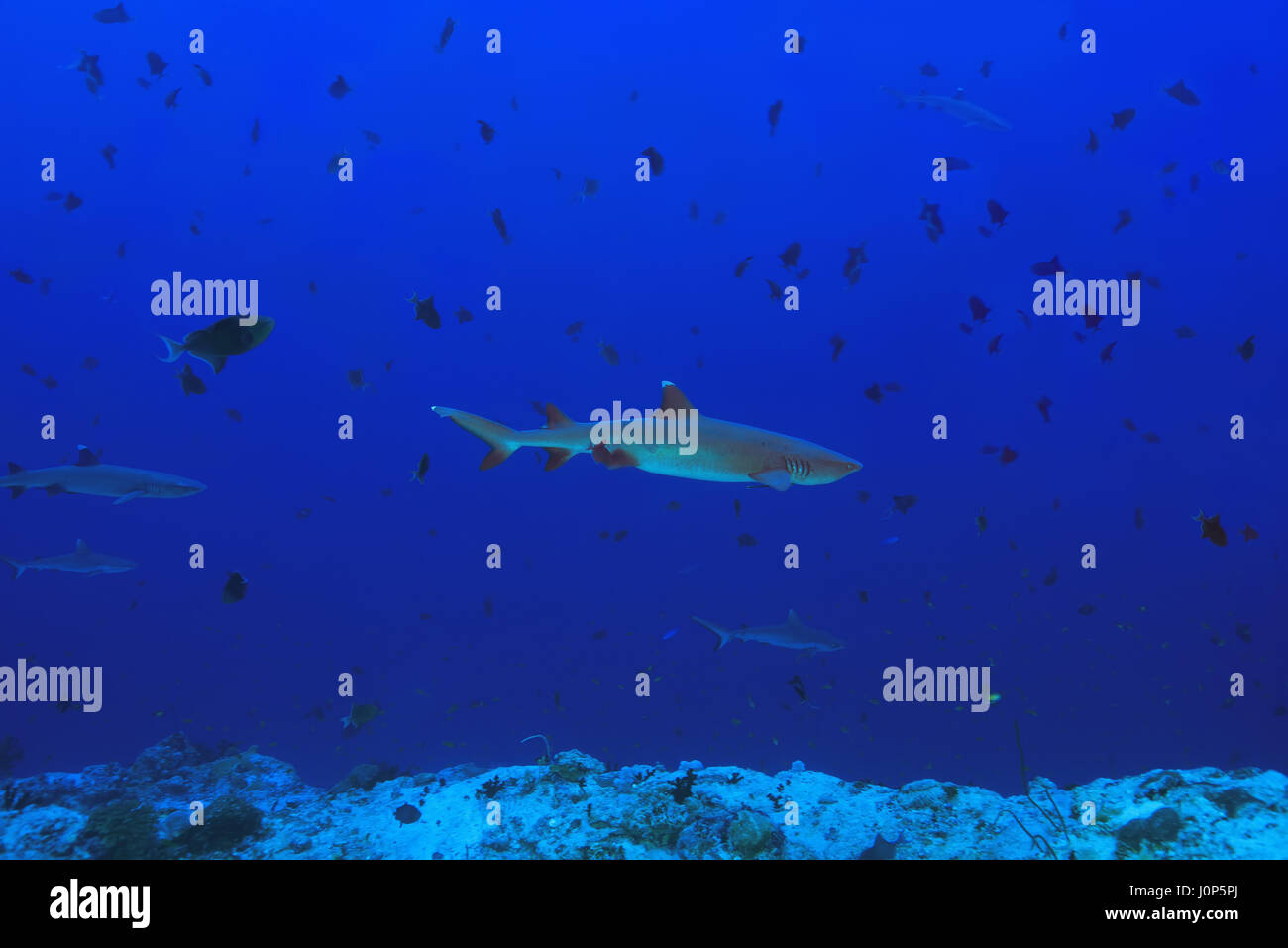 Whitetip reef shark (Triaenodon obesus) nell'acqua blu, Oceano Indiano, Maldive Foto Stock