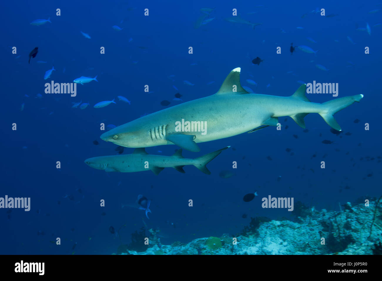 Due whitetip reef shark (Triaenodon obesus) nell'acqua blu, Oceano Indiano, Maldive Foto Stock