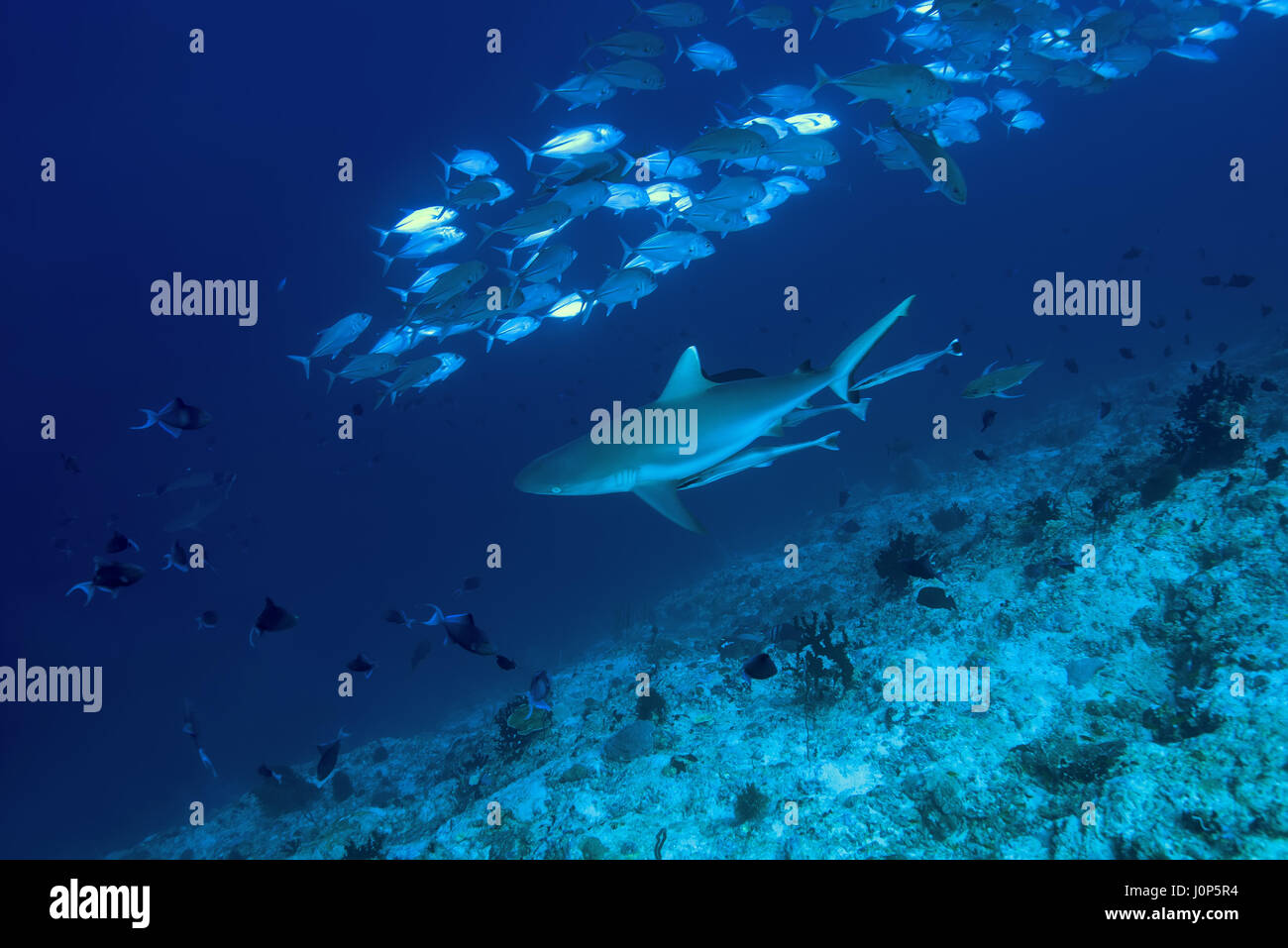 Grey Reef shark (Carcharhinus amblyrhynchos) e scuola di Pesce di carangidi obeso (Caranx sexfasciatus) in acqua blu, Oceano Indiano, Maldive Foto Stock