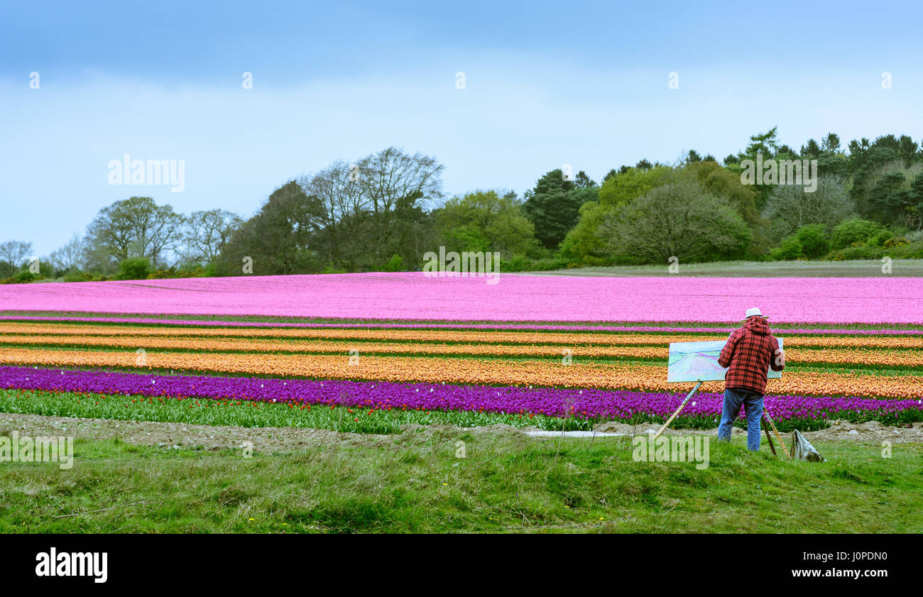 Multi colore campo di tulipani in South Norfolk. Foto Stock