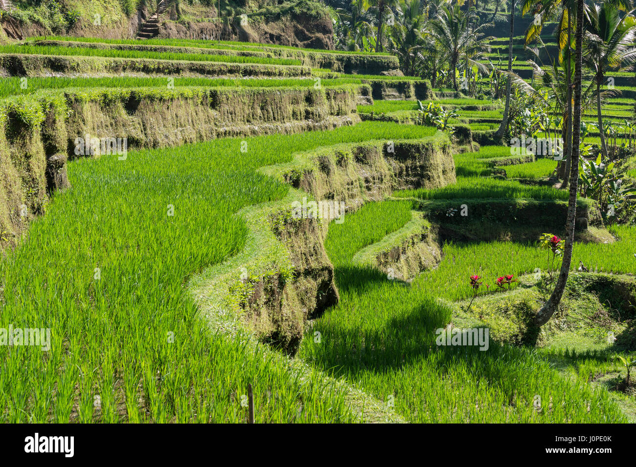 Riso terrazzati, campo di Bali, Indonesia Foto Stock