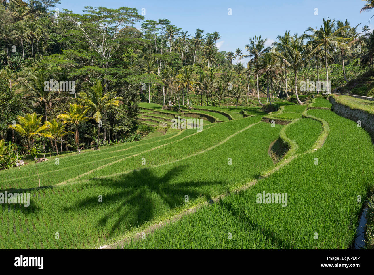Riso terrazzati, campo di Bali, Indonesia Foto Stock