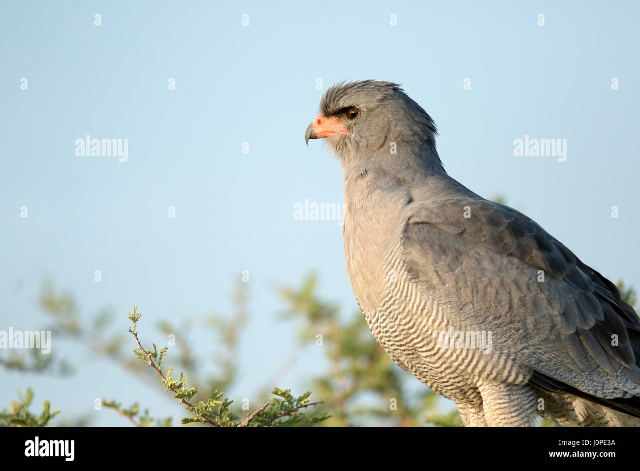 Pallido meridionale salmodiare astore Foto Stock