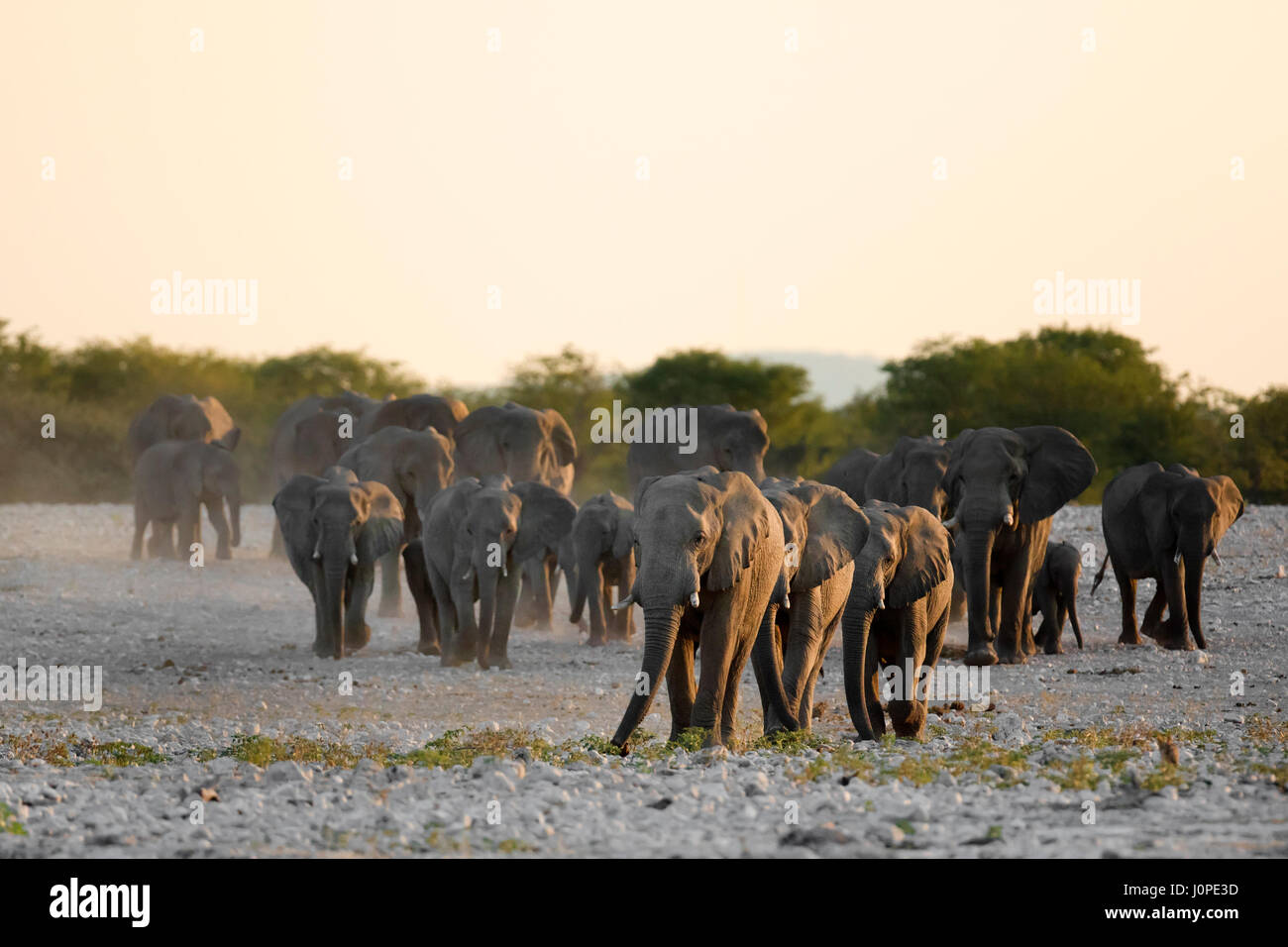 Elefante al foro di acqua nel Parco Nazionale Etosha, Namibia Foto Stock