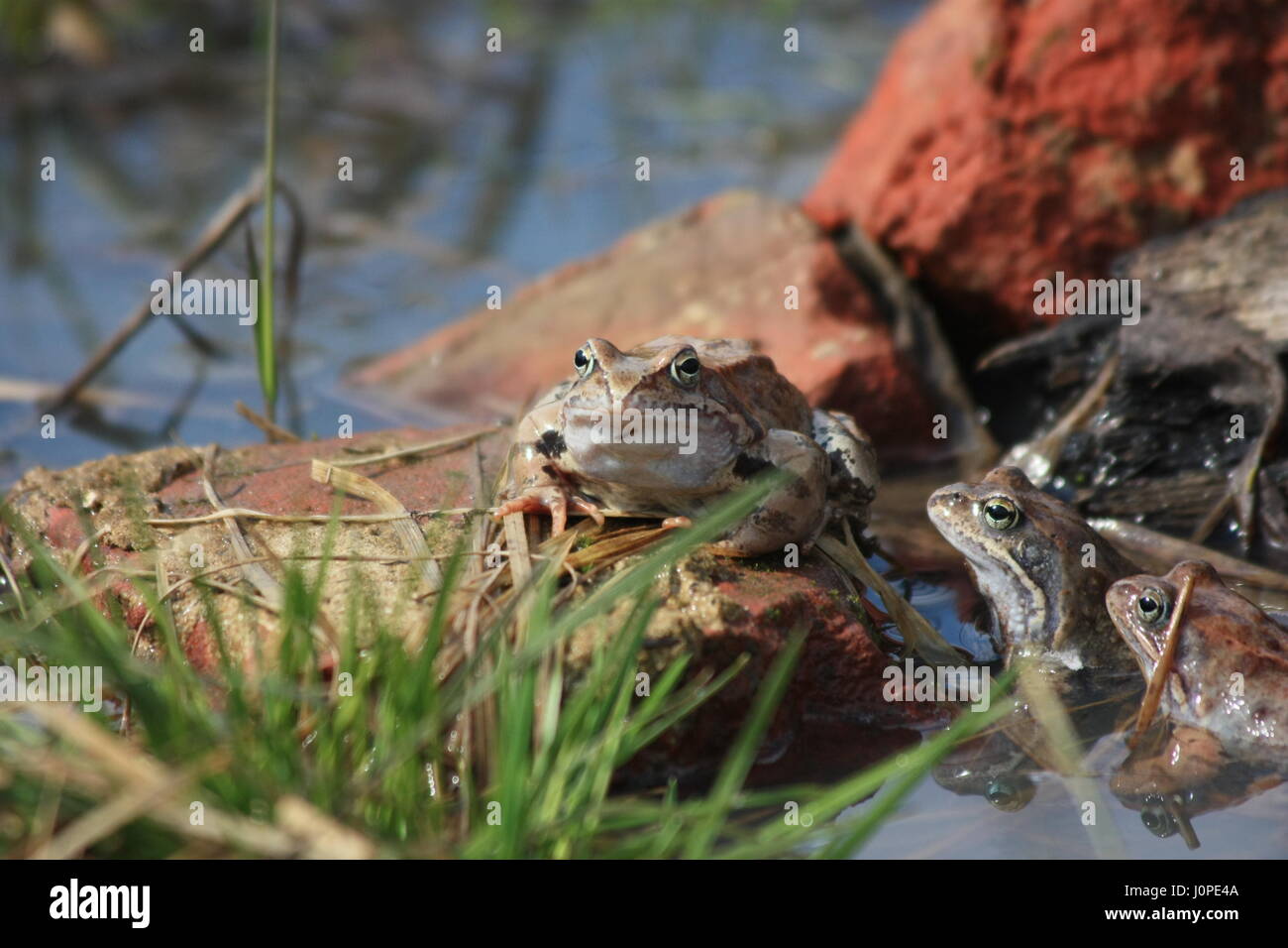 La rana comune (Rana temporaria), noto anche come la politica europea comune di rana, comune europeo rana marrone, o Europeo rana di erba Foto Stock