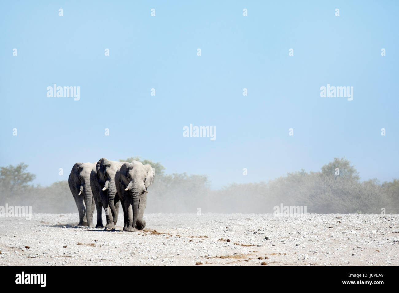 Gli elefanti nel Parco Nazionale Etosha, Namibia Foto Stock
