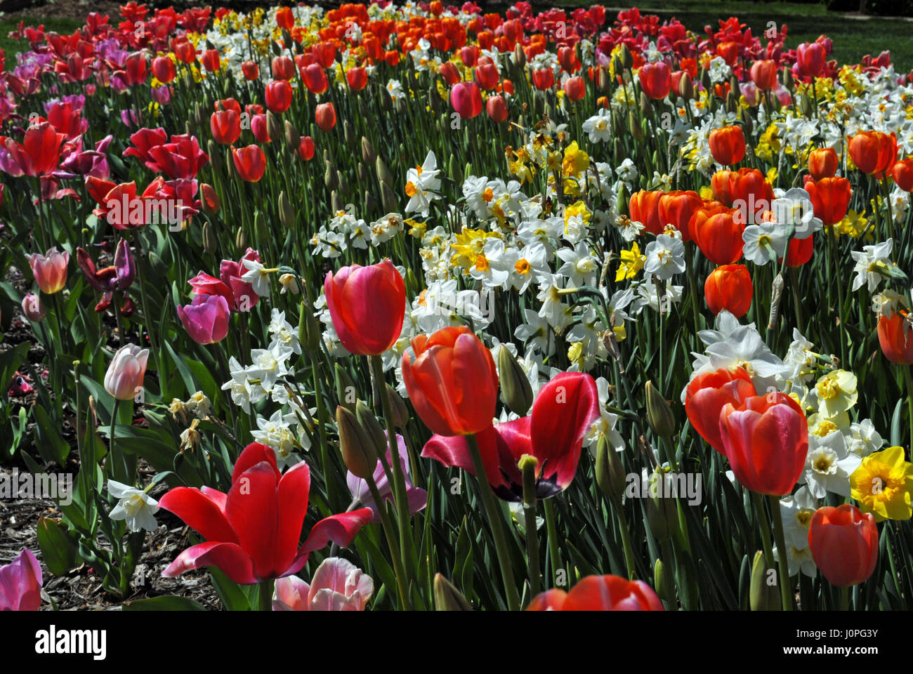 Campo multicolore di tulipani e narcisi Foto Stock