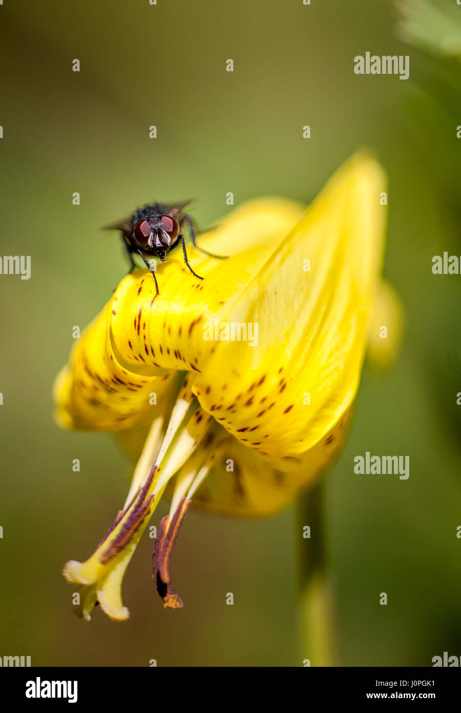 La trota lily è molto comune la molla di fiori selvaggi. Le sue foglie che sono facilmente riconoscibili dai vi aspetto chiazzato, dare il fiore il suo nome come ricordano le macchie di un ruscello o brown trout. A volte è anche noto come dogtooth violetta, chiamato così a causa della forma della radice. non molto il nome di montaggio considerando che non appartengono alla famiglia viola. Fiorisce da marzo a giugno e può essere trovato in ricchi legni, spesso in abbastanza grandi colonie. Foto Stock