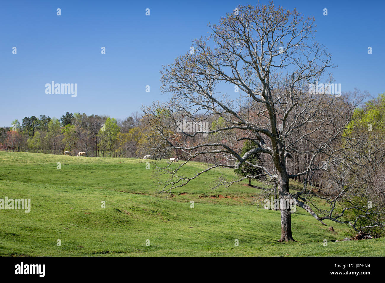 Nord della Georgia ha ancora una percentuale significativa della sua economia provenienti dal settore agricolo. La geografia è di laminazione molto collinare. Foto Stock