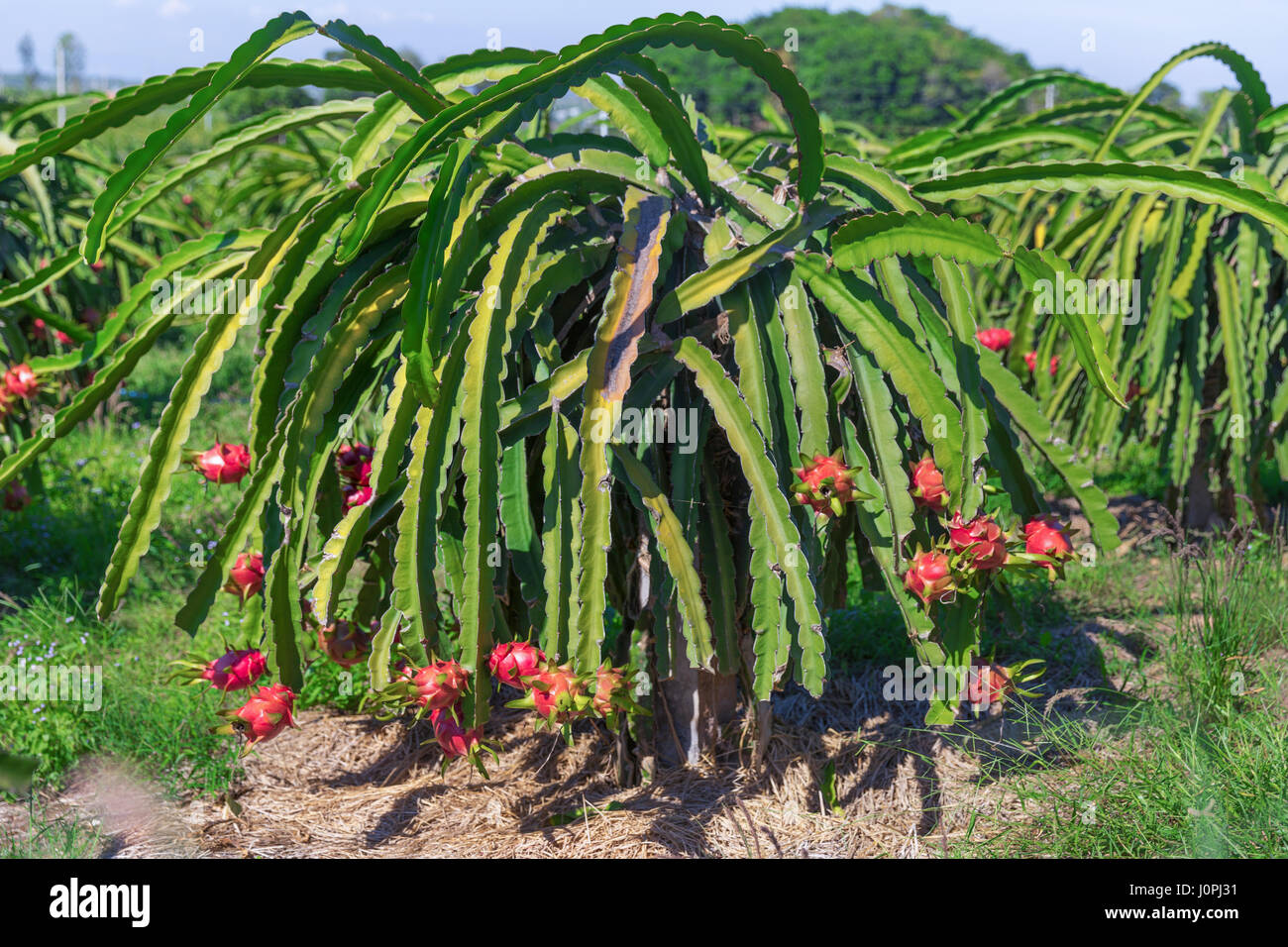 Dragon frutta o Pitaya Pitahaya piantagione in Thailandia Hylocercus undatus Foto Stock