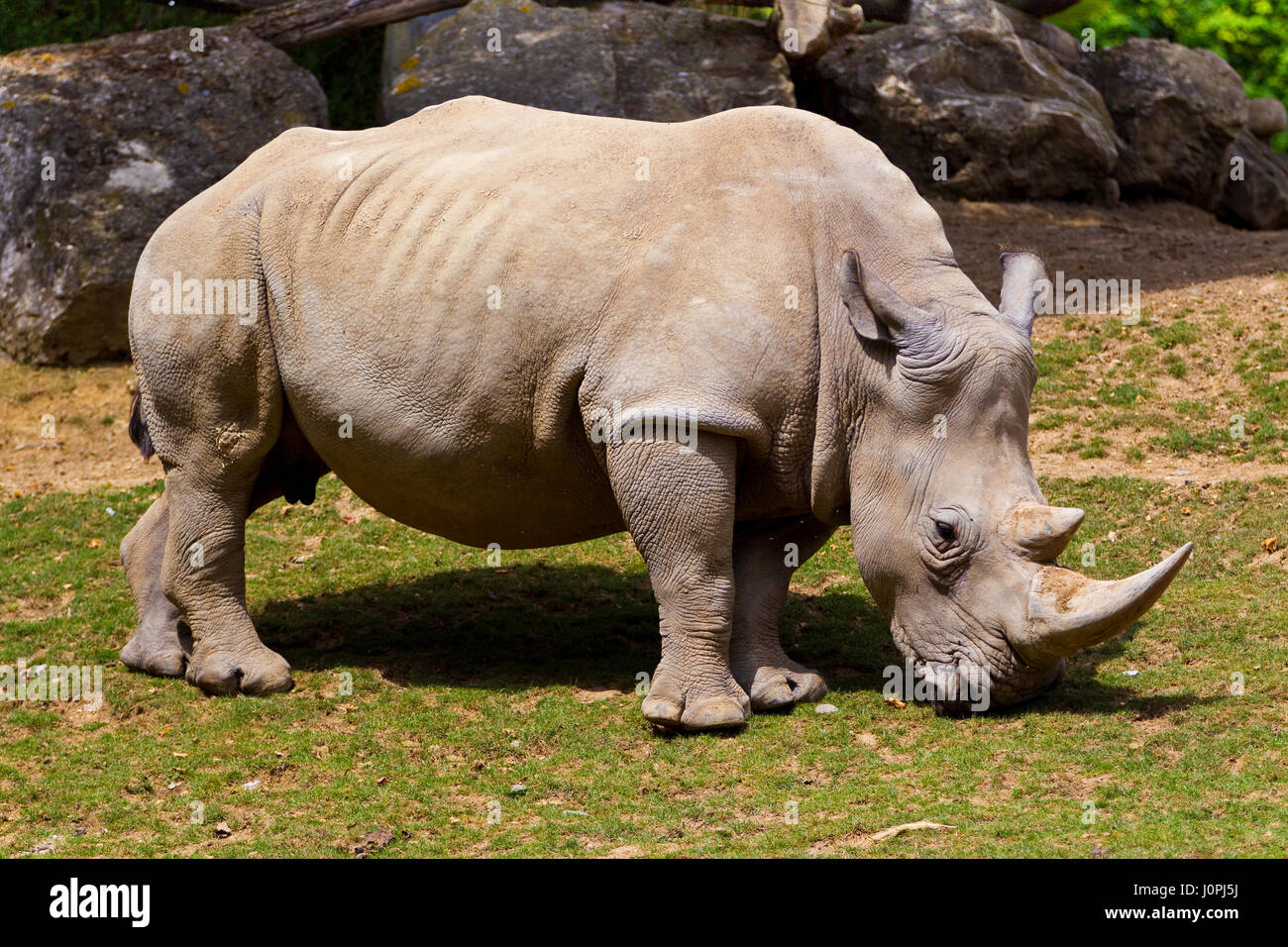 Rinoceronte bianco Foto Stock