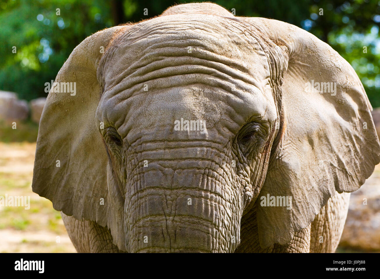 Bush africano Elefante giocando Foto Stock