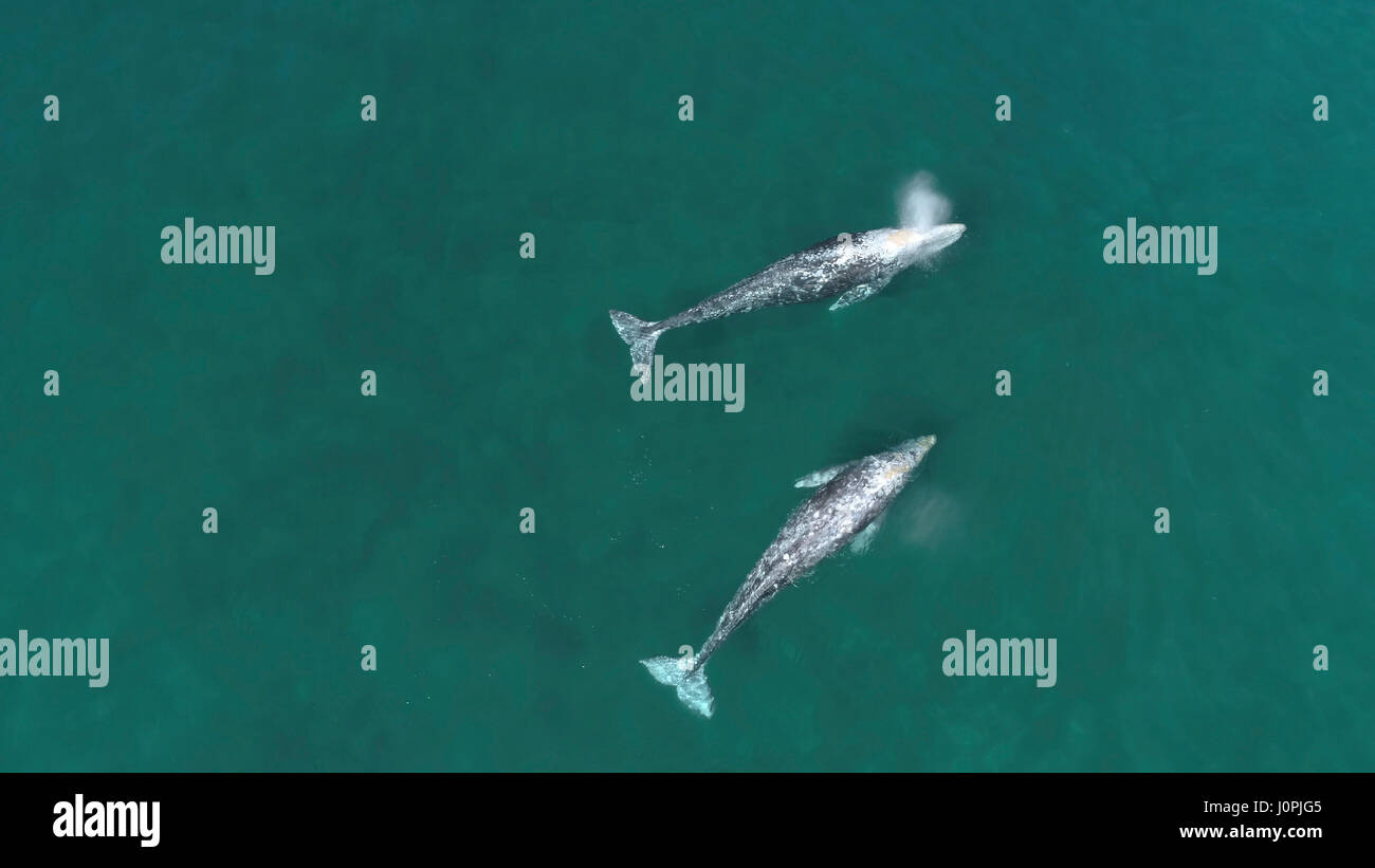 Vista aerea delle balene grigie durante la migrazione a molla Foto Stock