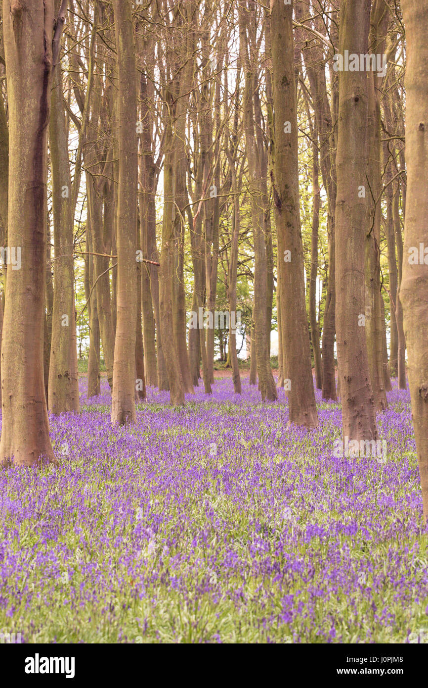 Bluebell Wood, Wiltshire Foto Stock