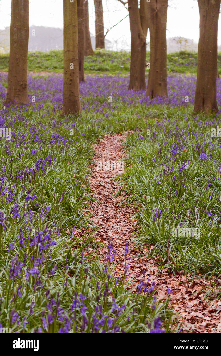 Percorso attraverso Bluebell legno, Wiltshire Foto Stock