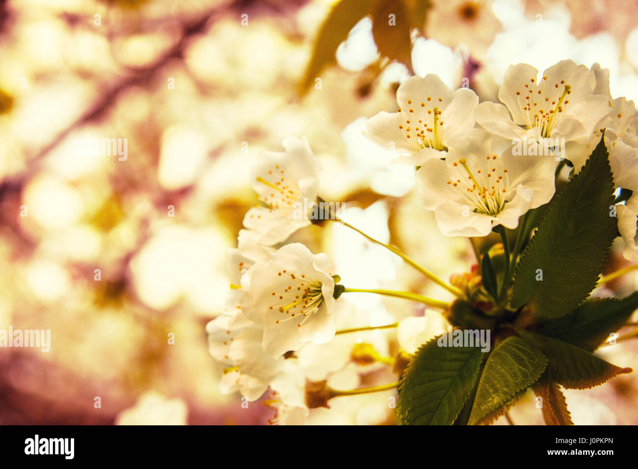 Fiori di Ciliegio con il rosso e bianco costume jewelery su di esso Foto Stock