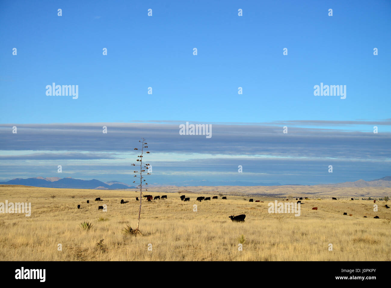 Il bestiame pascola nelle praterie a nord di Sonoita, Arizona, Stati Uniti. Foto Stock